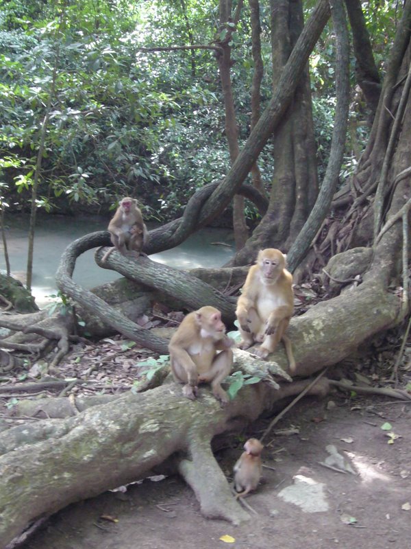Monkey families.